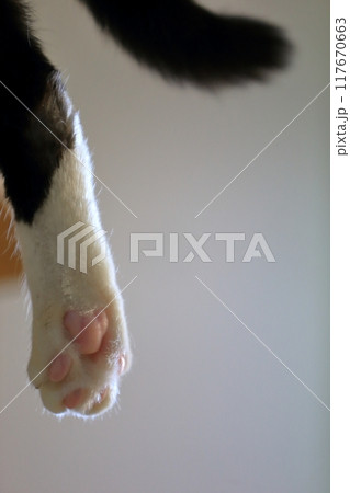 猫の肉球　イメージ 117670663