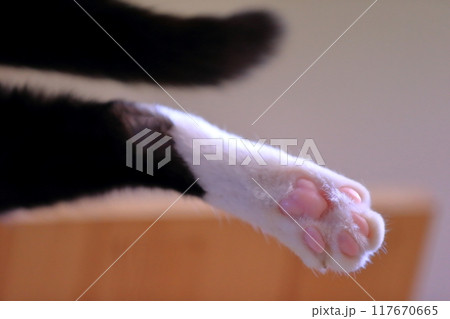 猫の肉球　イメージ 117670665