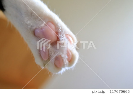 猫の肉球 イメージ 猫の肉球 イメージ 117670666