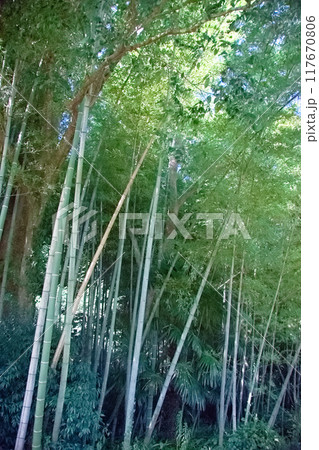 竹林に太陽の光がさす風景 竹林に太陽の光がさす風景 117670806