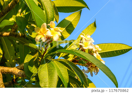 Close-up of a branch with fragile white and yellow plumeria flowers Close-up of a branch with fragile white and yellow plumeria flowers 117670862