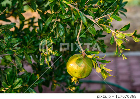 Unripe and green pomegranate on the tree in Island 117670869