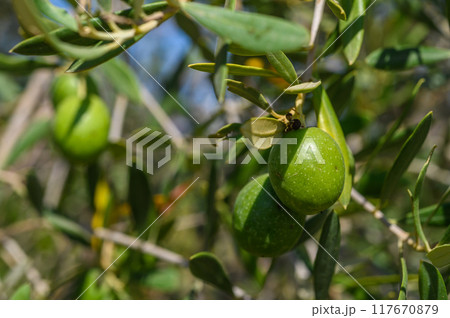 Alone green olive on the olive tree branch with unfocused blurred background Alone green olive on the olive tree branch with unfocused blurred background 117670879