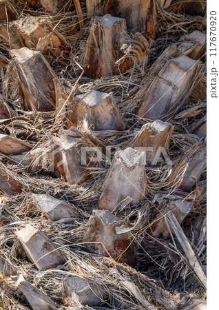 The trunk of a date palm. Abstract natural background. 117670920