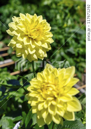 夏の公園　鮮やかに咲いたダリヤ　川西ダリヤ園　山形県川西町 117671292