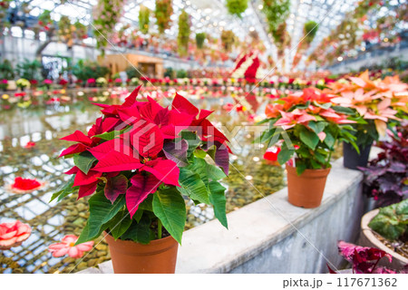 なばなの里【ベゴニアガーデン・クリスマス仕様】 117671362