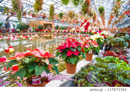 なばなの里【ベゴニアガーデン・クリスマス仕様】 117671363