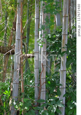 竹林　イメージ 117671480