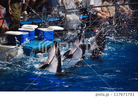 品川のアクアパークのイルカショー 117671781