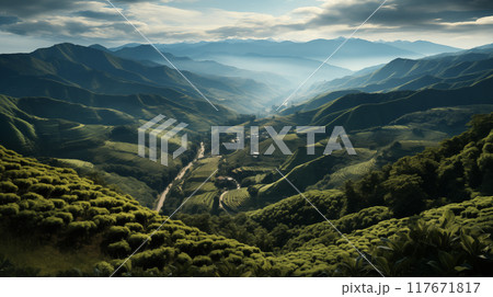 Bird's-eye view of coffee plantations the patterns of coffee plantations' rows illustrate the careful planning behind coffee plantations, a testament to nature's bounty 117671817