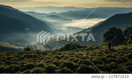 Dew on coffee plantations' leaves glistens in morning light showcasing the natural ecosystem of coffee plantations and the freshness of coffee plantations. 117671819
