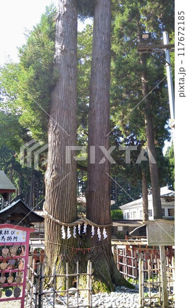 櫛引八幡宮 夫婦杉 櫛引八幡宮 夫婦杉 117672185