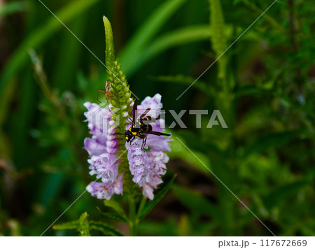 シソ科ハナトラノオの花で交尾するオオフタオビドロバチ シソ科ハナトラノオの花で交尾するオオフタオビドロバチ 117672669