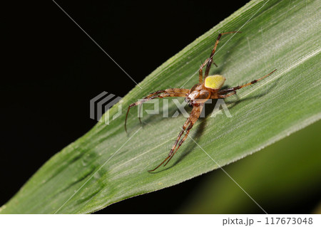 イネ科植物の青葉にワキグロサツマノミダマシ蜘蛛（自然光＋ストロボ、マクロ接写撮影） 117673048