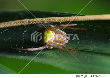 イネ科植物の中に隠れるワキグロサツマノミダマシ蜘蛛（自然光＋ストロボ、マクロ接写撮影） 117673049