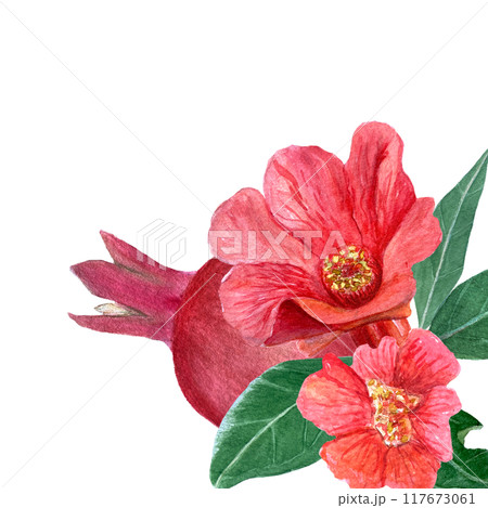 Pomegranate flowers, fruits and leaves vibrant watercolor card isolated on white. Hand drawn realistic vibrant design for tea packages, cards, restaurant menu, prints. Autumn plant clip art. Red Pomegranate flowers, fruits and leaves vibrant watercolor card isolated on white. Hand drawn realistic vibrant design for tea packages, cards, restaurant menu, prints. Autumn plant clip art. Red 117673061