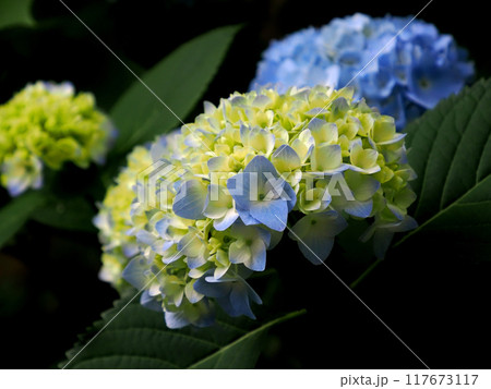 青い紫陽花 青い紫陽花 117673117