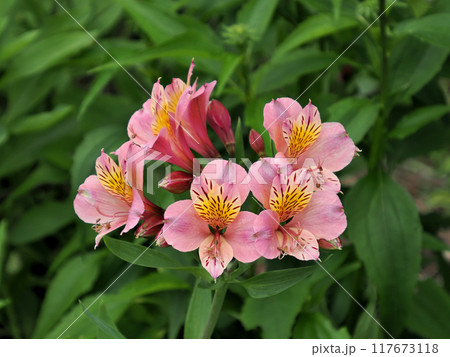 アルストロメリアの花 アルストロメリアの花 117673118
