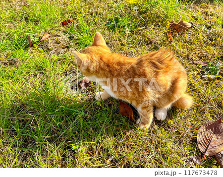 庭で遊ぶ子猫ちゃん～秋の日～ 117673478