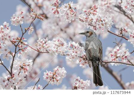 満開の桜に留まるヒヨドリ 117673944