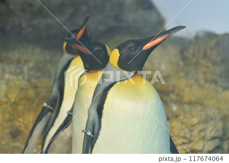 オウサマペンギン(キングペンギン) 117674064
