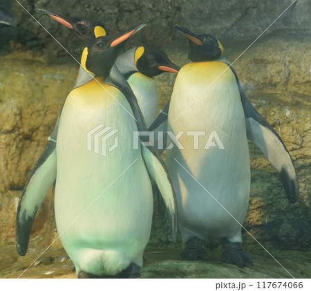 オウサマペンギン(キングペンギン) オウサマペンギン(キングペンギン) 117674066