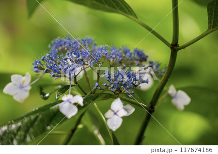 青いガクアジサイ 117674186