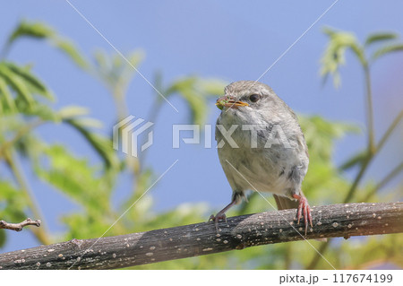 餌を運ぶウグイス 117674199