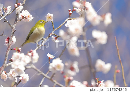梅の花の蜜を吸うメジロ 梅の花の蜜を吸うメジロ 117674246