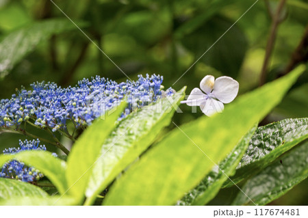 梅雨に咲く青いガクアジサイの花 梅雨に咲く青いガクアジサイの花 117674481