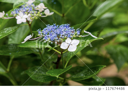 ガクアジサイの花 ガクアジサイの花 117674486