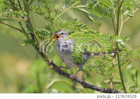 春告げ鳥、ウグイス 春告げ鳥、ウグイス 117674520