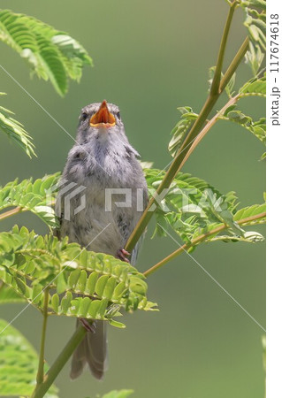 春告げ鳥、ウグイス 縦位置 春告げ鳥、ウグイス 縦位置 117674618