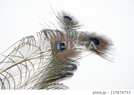 重なる孔雀の羽 117674753