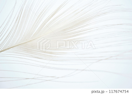 綺麗な白色のクジャクの羽 117674754