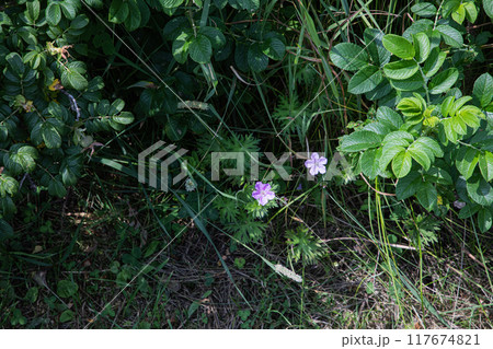 【北海道_小清水原生花園】網走国定公園 小清水原生花園 117674821