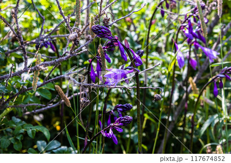 【北海道_小清水原生花園】網走国定公園 小清水原生花園 117674852
