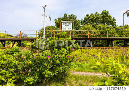 【北海道_小清水原生花園】網走国定公園 小清水原生花園 117674859