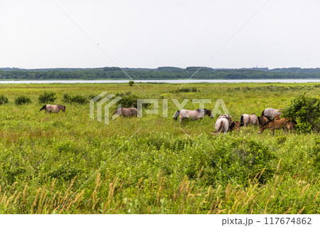 【北海道_小清水原生花園】網走国定公園 小清水原生花園 117674862