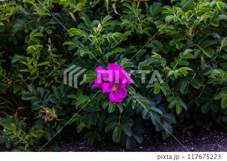 【北海道_北見市_サロマ湖畔】砂嘴(さし)でオホーツク海と隔てられている汽水湖 117675223