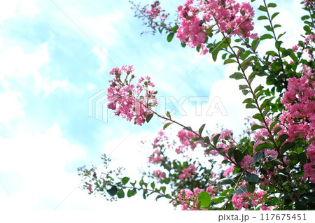 サルスベリの花 117675451