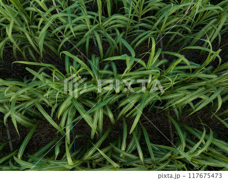 Aerial view of sugarcane plants growing at field 117675473