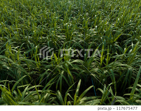 Aerial view of sugarcane plants growing at field 117675477