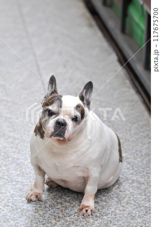dog or French bulldog or old dog 117675700