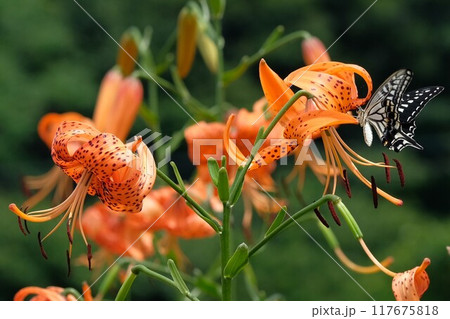 オニユリと蜜を吸うアゲハチョウ 117675818