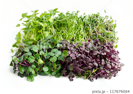 Mixed microgreens on a white white background top view. Sprouting seeds Mixed microgreens on a white white background top view. Sprouting seeds 117676084