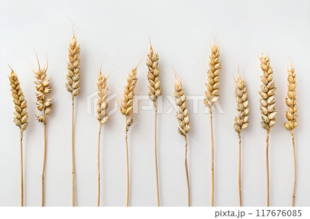 Wheat spikelets isolated on white background Wheat spikelets isolated on white background 117676085