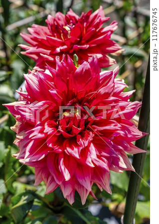 夏の公園　鮮やかに咲いたダリヤ　川西ダリヤ園　山形県川西町 117676745