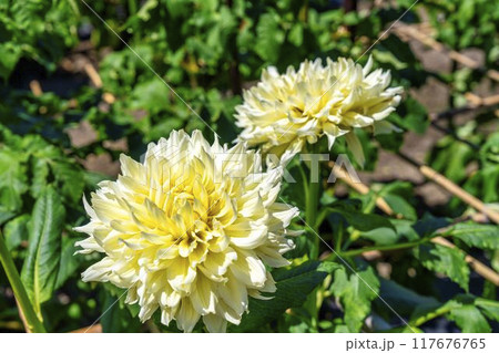 夏の公園　鮮やかに咲いたダリヤ　川西ダリヤ園　山形県川西町 117676765