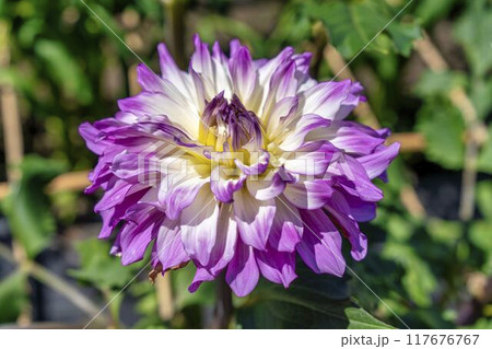 夏の公園　鮮やかに咲いたダリヤ　川西ダリヤ園　山形県川西町 117676767